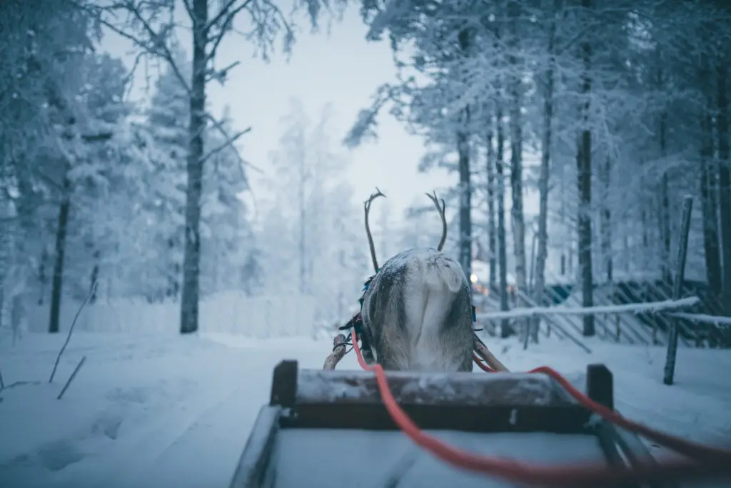 Reindeer sled journey through the snow-covered forest of Santa Claus Village, Rovaniemi, Finland, capturing the essence of Scandinavian winter tourism.