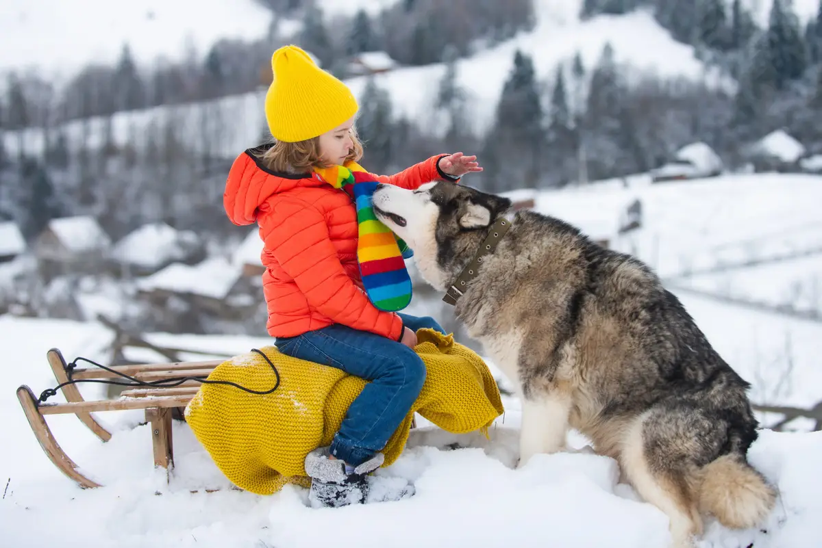 Young boy in colorful winter clothing playing with a friendly husky dog near a wooden sleigh in a snowy Scandinavian forest landscape, depicting winter activities for children in Scandinavia.