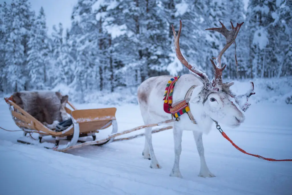 White reindeer with traditional harness standing in front of a sleigh in snowy Lapland at Torassieppi Reindeer Farm, Finland, enhancing a winter tourism experience.